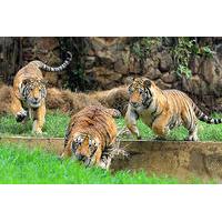 Private Tour to Cali Zoo Including Admission Ticket