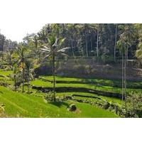 Private Tour: Ubud Highlights Including Monkey Forest and Tegalalang Rice Terrace