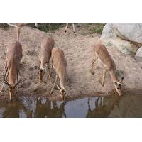 Private Tour: 4-Day Chalet Kruger Park Safari from Johannesburg