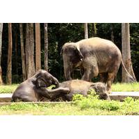 private tour elephant orphanage sanctuary day tour from kuala lumpur