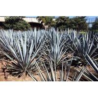 Private Tour: Tequila Cultural Day Trip from Puerto Vallarta