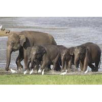 Private Tour: Hurulu Eco Park Safari