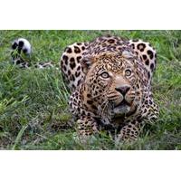 Private Tour: Wild Life Safari from Cape Town
