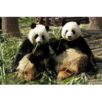 private day tour dujiangyan panda base volunteering from chengdu
