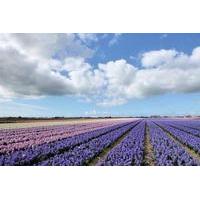Private Tour: Tulip Fields of Holland Day Tour with Optional Bike Tour from Amsterdam