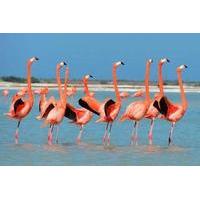 Private Tour: Flamingos, Mayan Temples, Rio Lagartos and Ek Balam