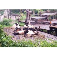private chengdu giant panda base and leshan giant buddha trip by high  ...