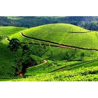 Private Day Trip to Munnar from Kochi (Cochin)