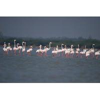 Private Bird Watching Experience in Dubai