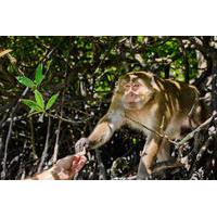 Private Monkey Jungle Cruise: Phuket Day Eco Tour