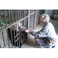 Private Tour: Be a Panda Volunteer for One Day at Dujiangyan Giant Panda Center