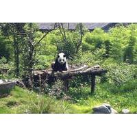 private day tour dujiangyan panda base and dujiangyan irrigation proje ...