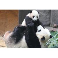 Private 3-Day Family Tour Combo Package: Classic Beijing Plus Panda House And Happy Valley Amusement Park