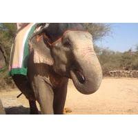 private tour afternoon tour of dera amer elephant safari with bbq dinn ...
