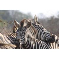 Private Tour: 4-Day Tented Pilanesberg Safari from Johannesburg