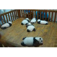 private chengdu experience tour including giant pandas and the sanxing ...