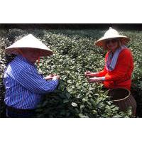 Private Tour: Hangzhou Tea Culture Day Tour