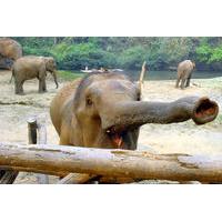 private lampang elephant school experience and temples tour by horse d ...