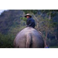 Private Lampang Elephant School and Lamphun Temples Tour from Chiang Mai