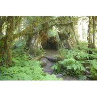 Private Olympic National Park Rainforest Tour from Seattle