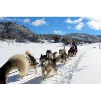 Private Dogsledding Experience
