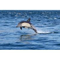 Private Marine Day Tour in Durba...