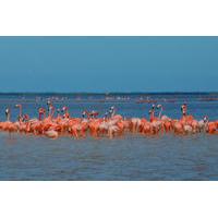 Private Tour: Ek Balam, Pink Flamingos Sanctuary and Tequila Tasting Factory from Cancun