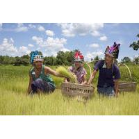 private tour hill tribe villages and tea plantation from chiang rai