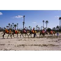 private 1 hour camel ride in the palm grove of marrakech