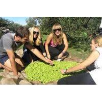 private tour olive picking in solta island with lunch