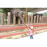 Private Day Tour to Elephant Orphanage Sanctuary