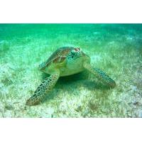 Private Tour: Akumal Marine Turtle Snorkeling from Cozumel
