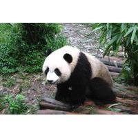 private day of giant panda breeding center and local life experience t ...
