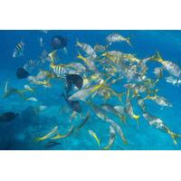 Private Nassau Snorkeling Tour