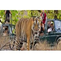 Private Tour: 2-Night Ranthambore National Park from Jaipur
