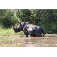 Private Tour: 3-Day Tented Kruger Park Safari from Johannesburg