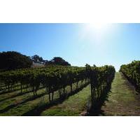 Private Tour: Wine Country Day Trip from San Francisco