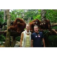 Private Tour: Singapore Zoo Morning Tour with optional Jungle Breakfast amongst Orangutans