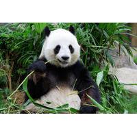 private tour day trip to panda highlights in and around chengdu