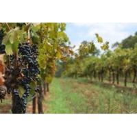 private tour hunter valley region and boutique wineries day trip from  ...