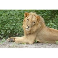 Private Full-Day Lion Walk in Senegal from Banjul