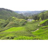 Private Transfer from Kuala Lumpur International Airport to Cameron Highlands