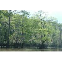 Private Tour of the Honey Island Swamp