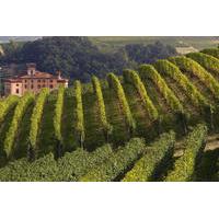 Private Tour: Piedmont Wine Tasting of the Barolo Region