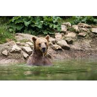 Private Tour from Bucharest to Zarnesti Bear Sanctuary and Dracula\'s Castle