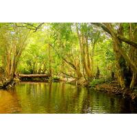 private half day tour exclusive world heritage rainforest and waterfal ...
