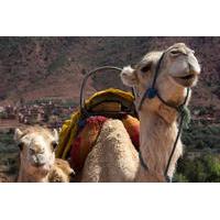 Private Camel Ride in High Atlas Mountains from Marrakech