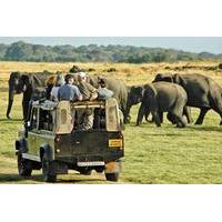 private jeep safari tour elephant gathering safari in minneriya park