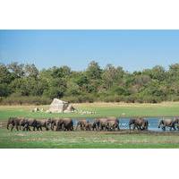 Private Tour: The Great Elephant Gathering Safari in Minneriya