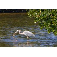 Private Muthurajawela Marsh Boat Safari